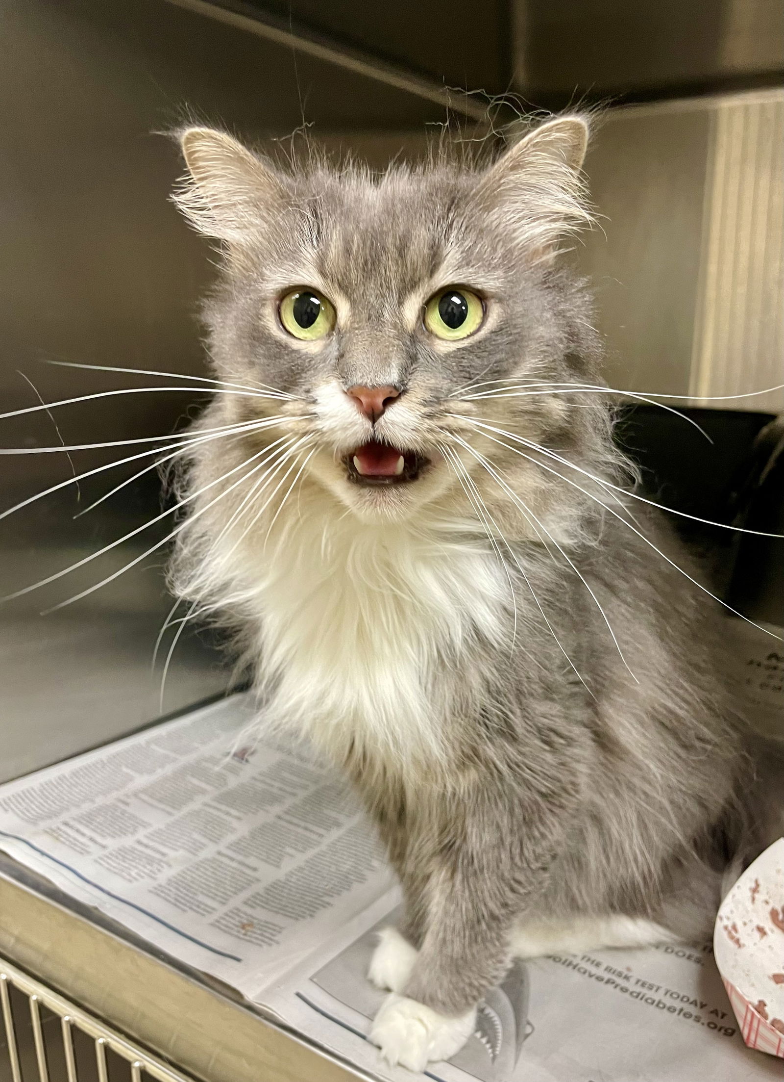 adoptable Cat in VAB, VA named 2406-0828 Ches