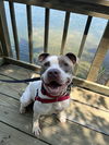 adoptable Dog in VAB, VA named 2409-0846 MoonShoes (Off Site Foster)