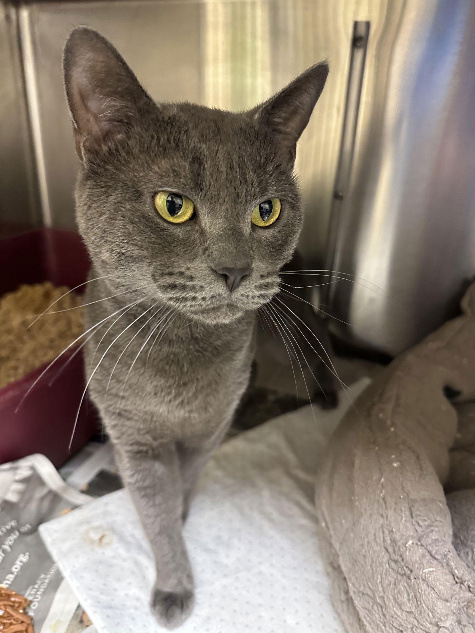 adoptable Cat in VAB, VA named 2405-0898 Simba