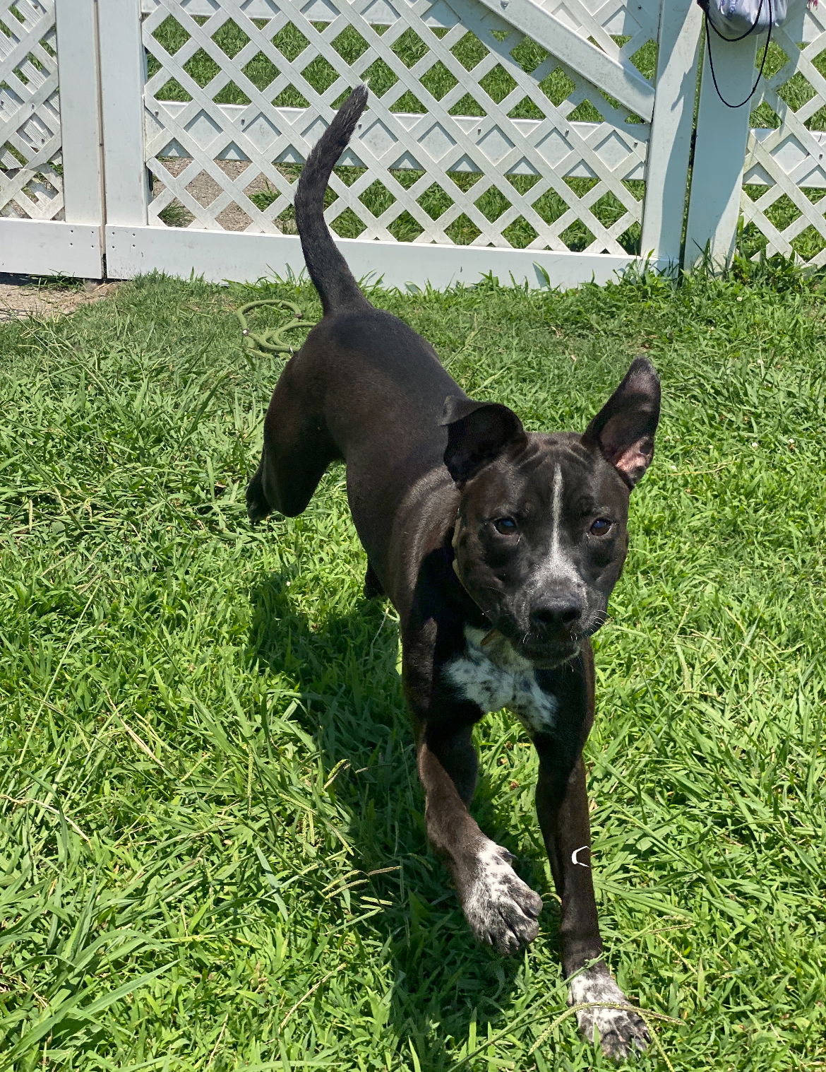 adoptable Dog in VAB, VA named 2409-0884 Beach Ball (Off Site Foster)