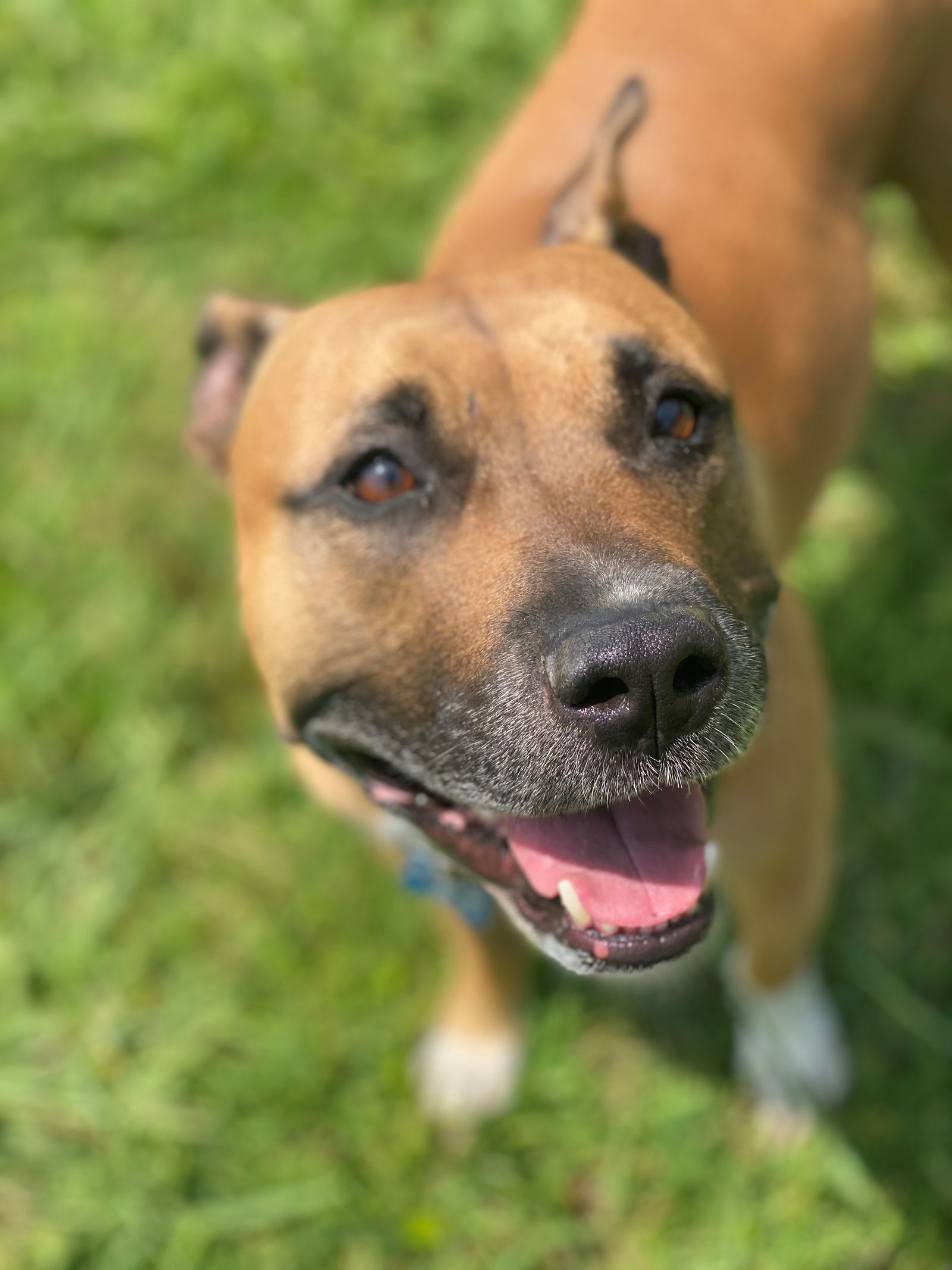 adoptable Dog in VAB, VA named 2406-0917 Bonnet (Off Site Foster)