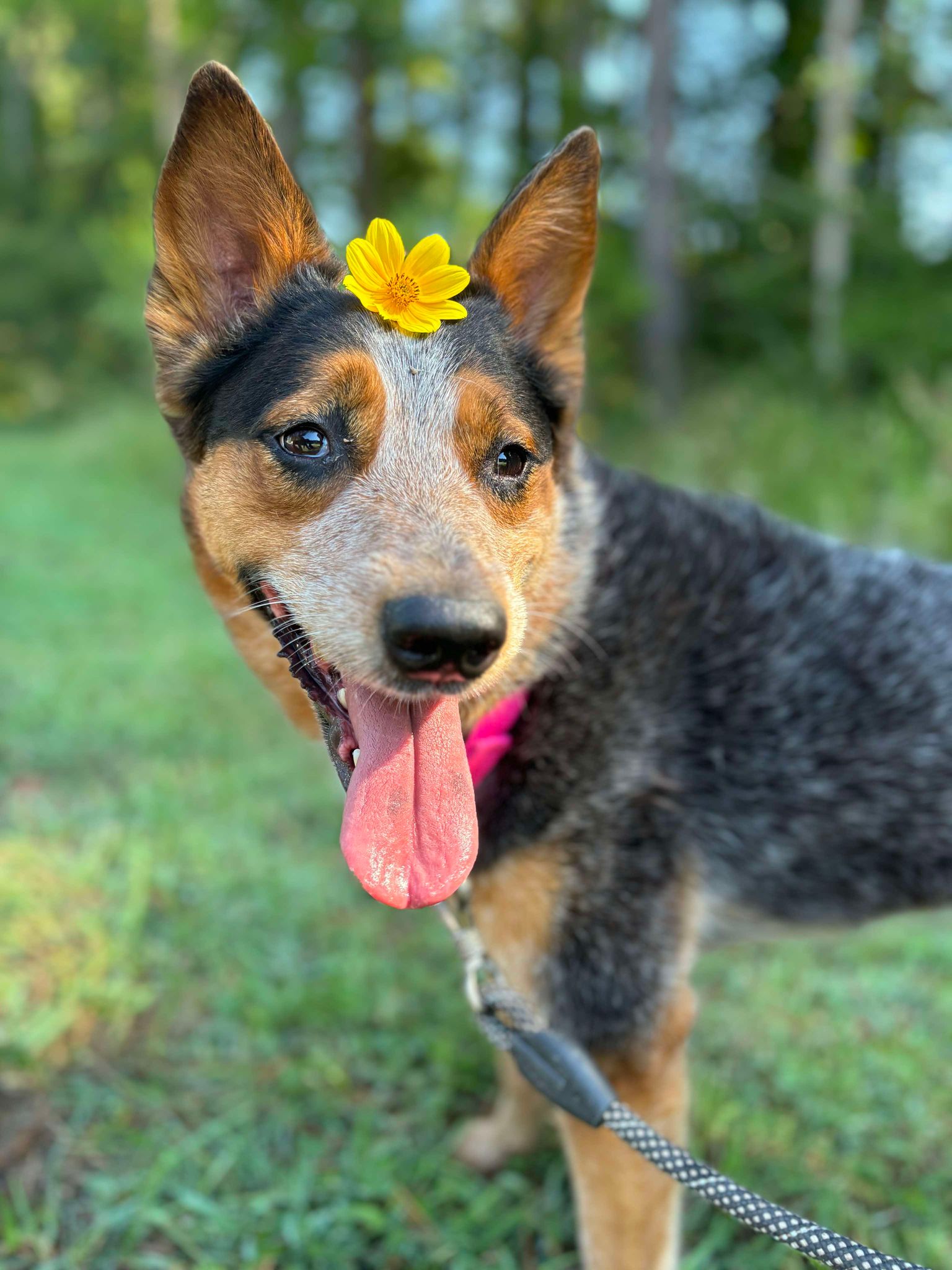 adoptable Dog in VAB, VA named 2406-0951 Bellatrix