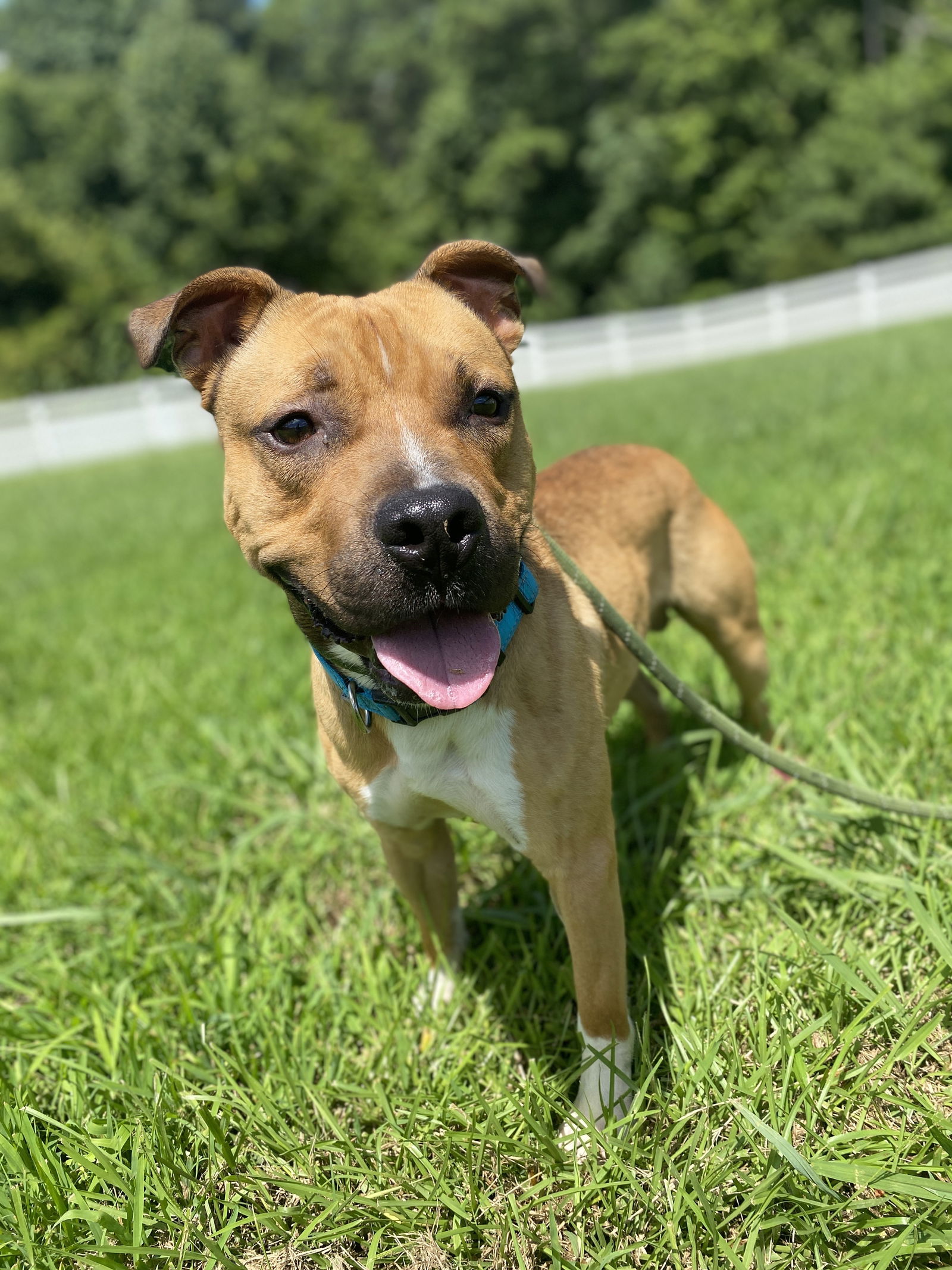 adoptable Dog in VAB, VA named 2406-0570 Professor