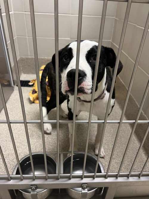 picture of the dog needing adoption