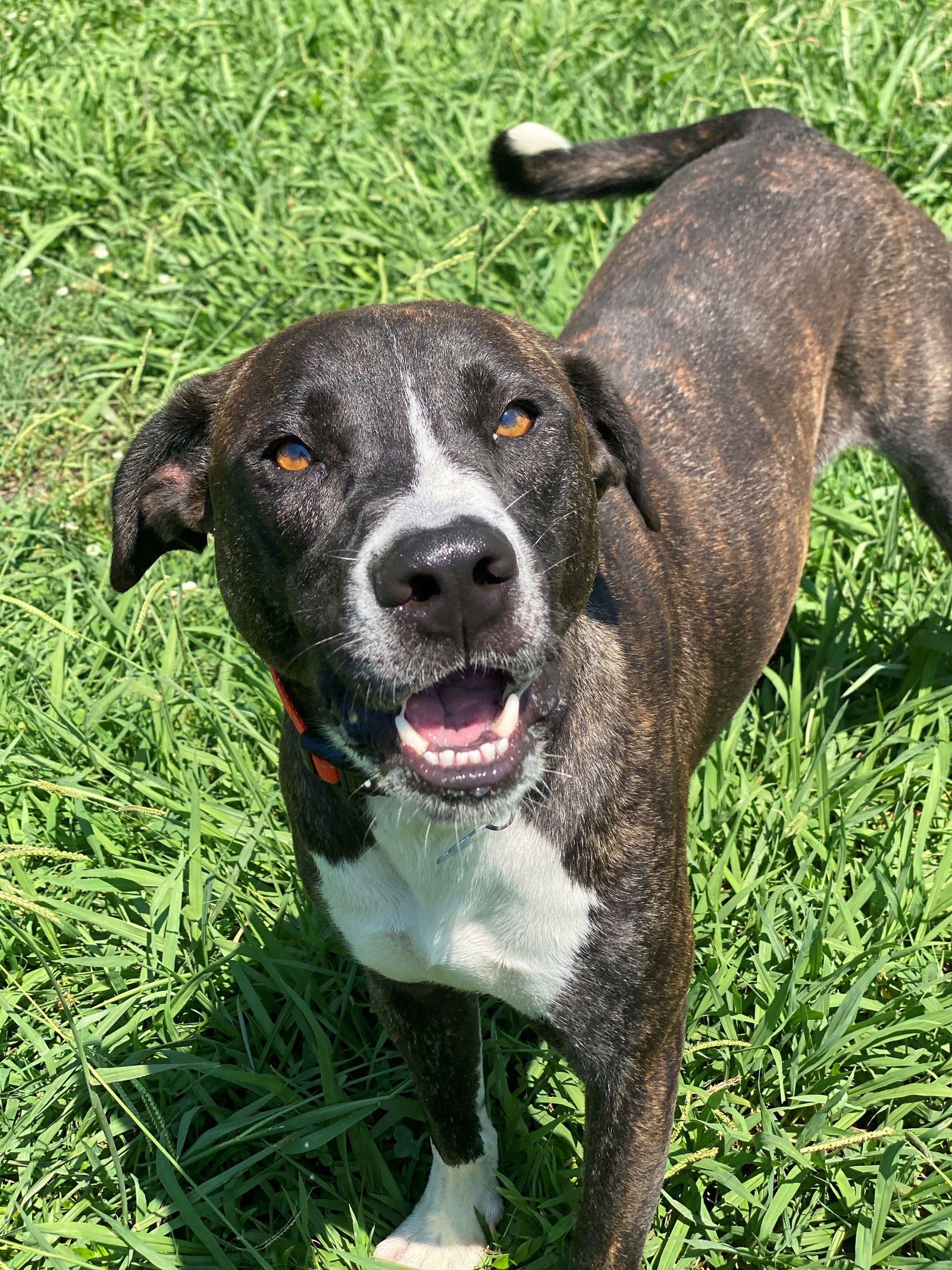 adoptable Dog in VAB, VA named 2406-0696 Barley