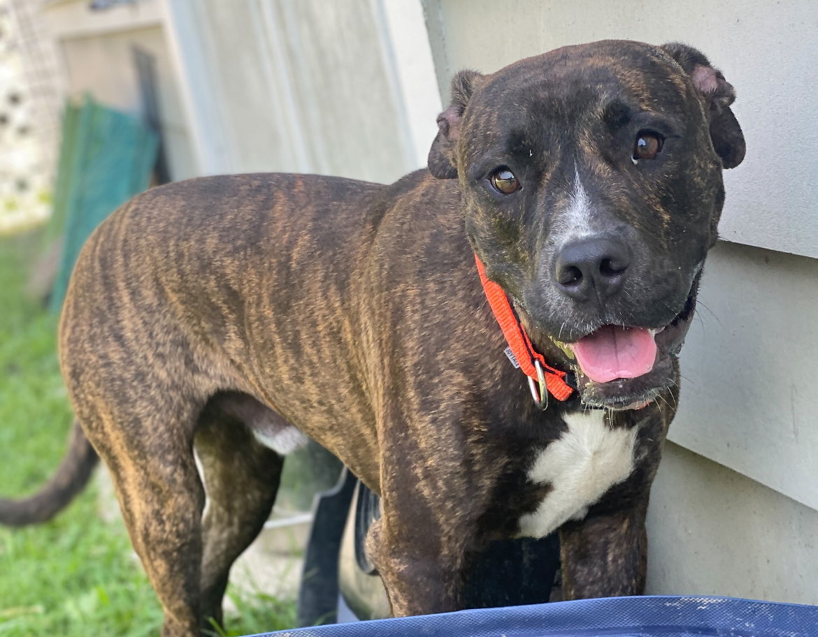 adoptable Dog in VAB, VA named 2409-**** Cash