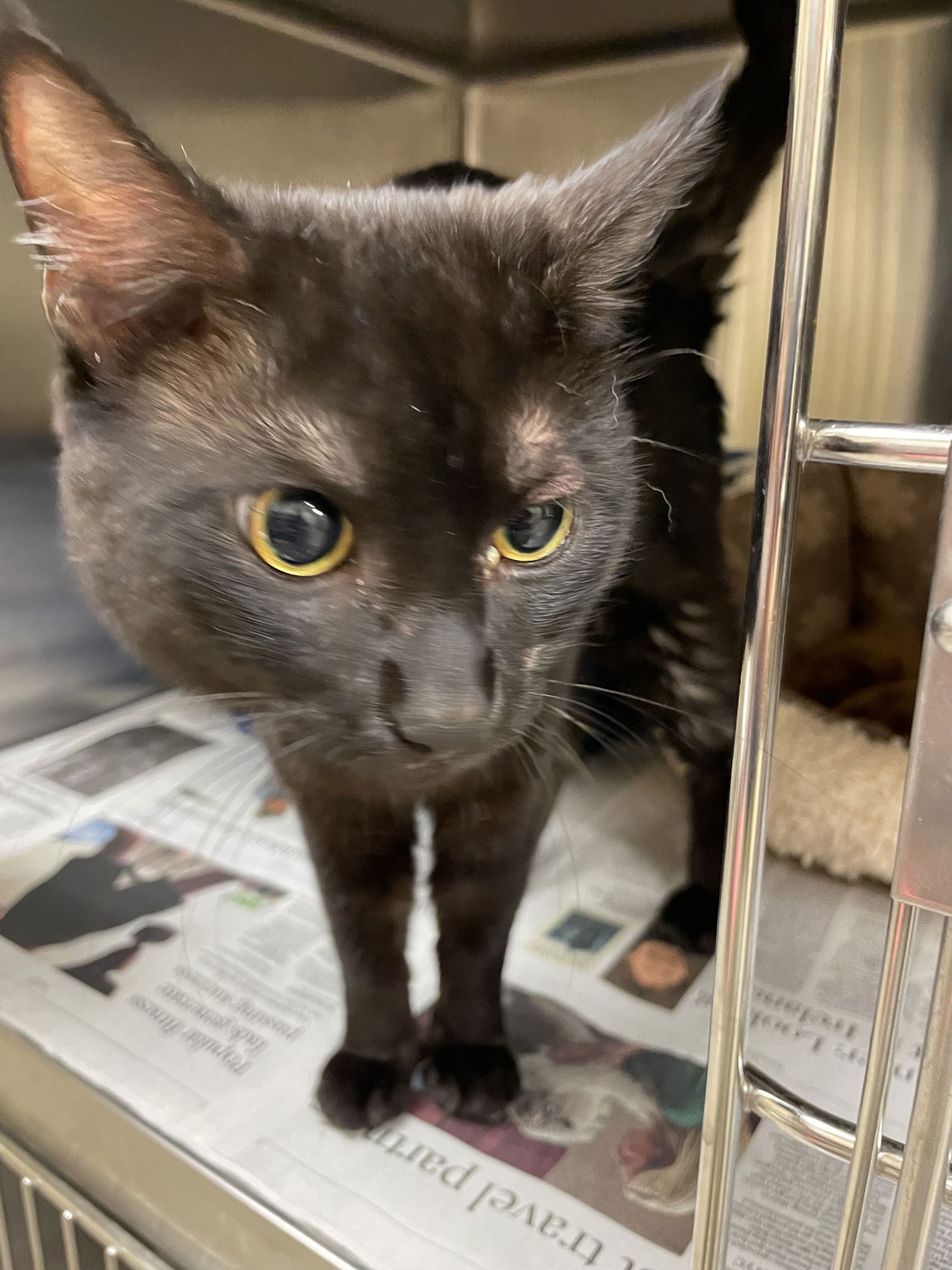 adoptable Cat in VAB, VA named 2407-0033 Kyle