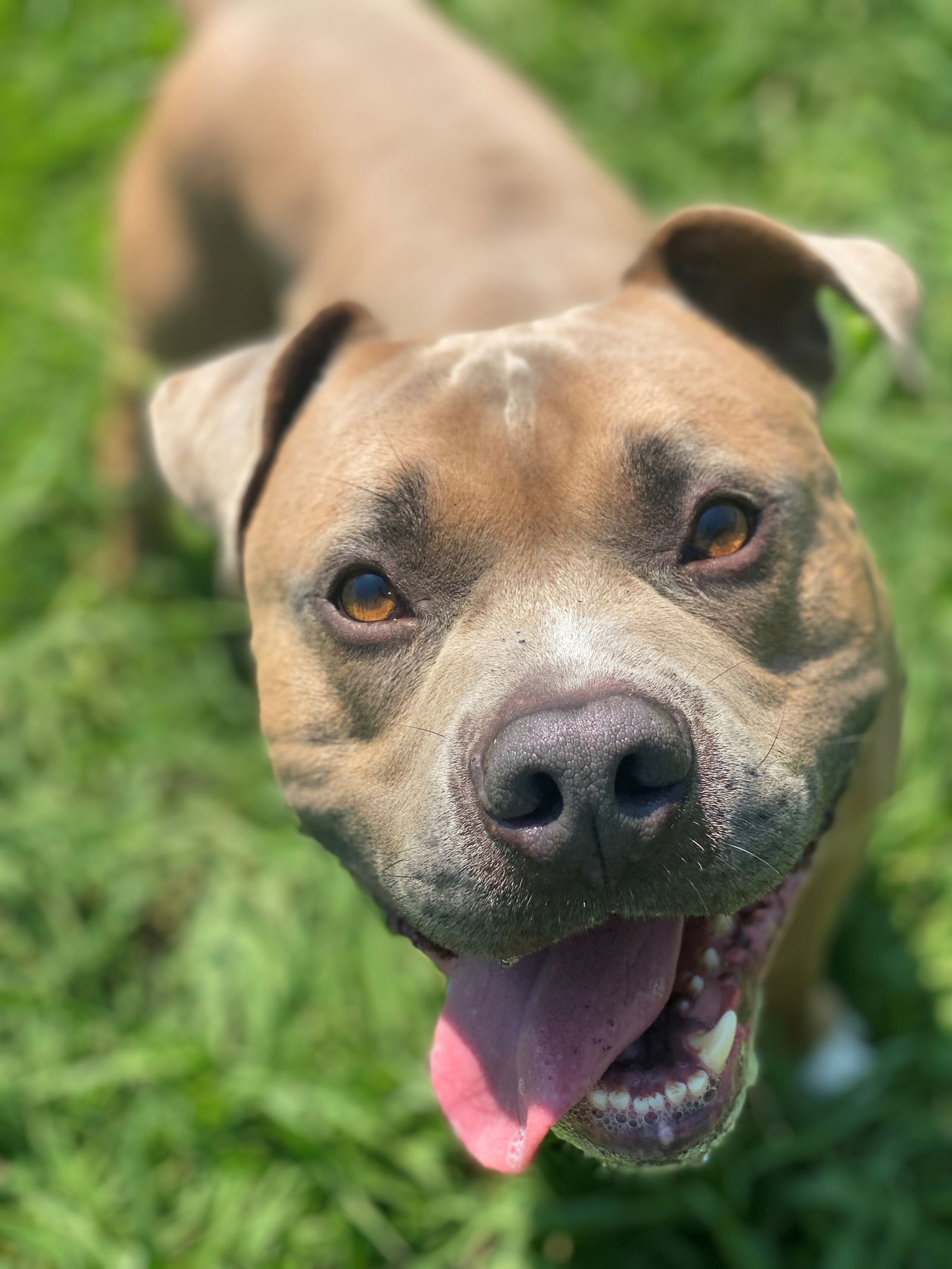 adoptable Dog in VAB, VA named 2407-0680 Charlie Brown