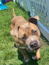 2407-0680 Charlie Brown (Off Site Foster)