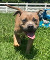 2407-0680 Charlie Brown (Off Site Foster)