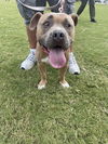 2407-0680 Charlie Brown (Off Site Foster)