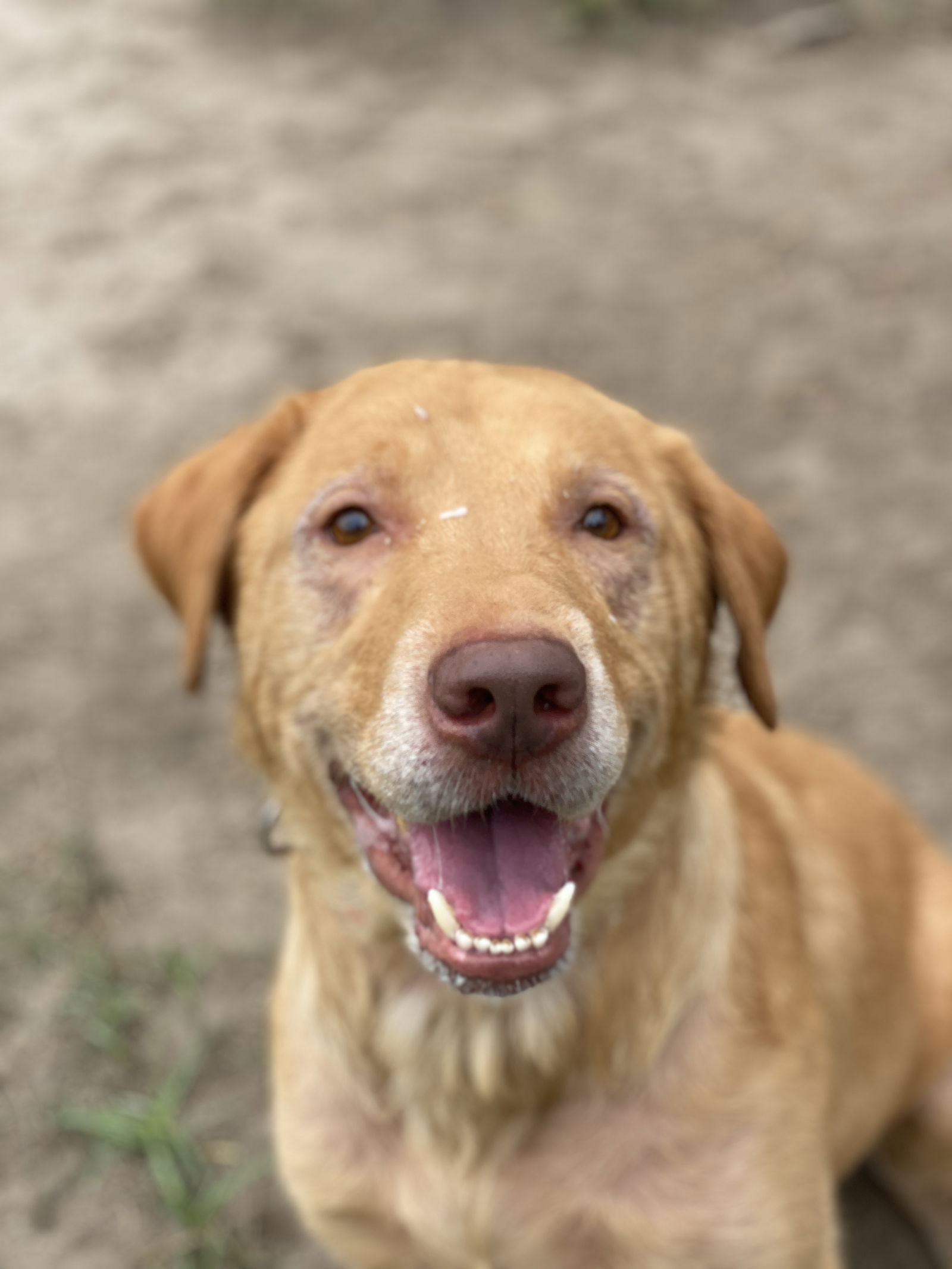 adoptable Dog in VAB, VA named 2407-0083 Meelo (Off Site Foster)