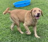 2407-0083 Meelo (Off Site Foster)