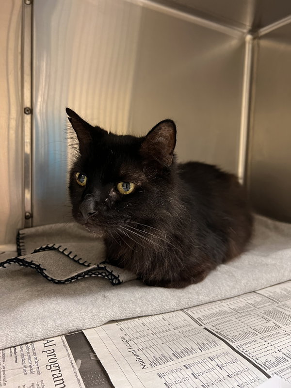 172953 The Count (Off Site Foster)