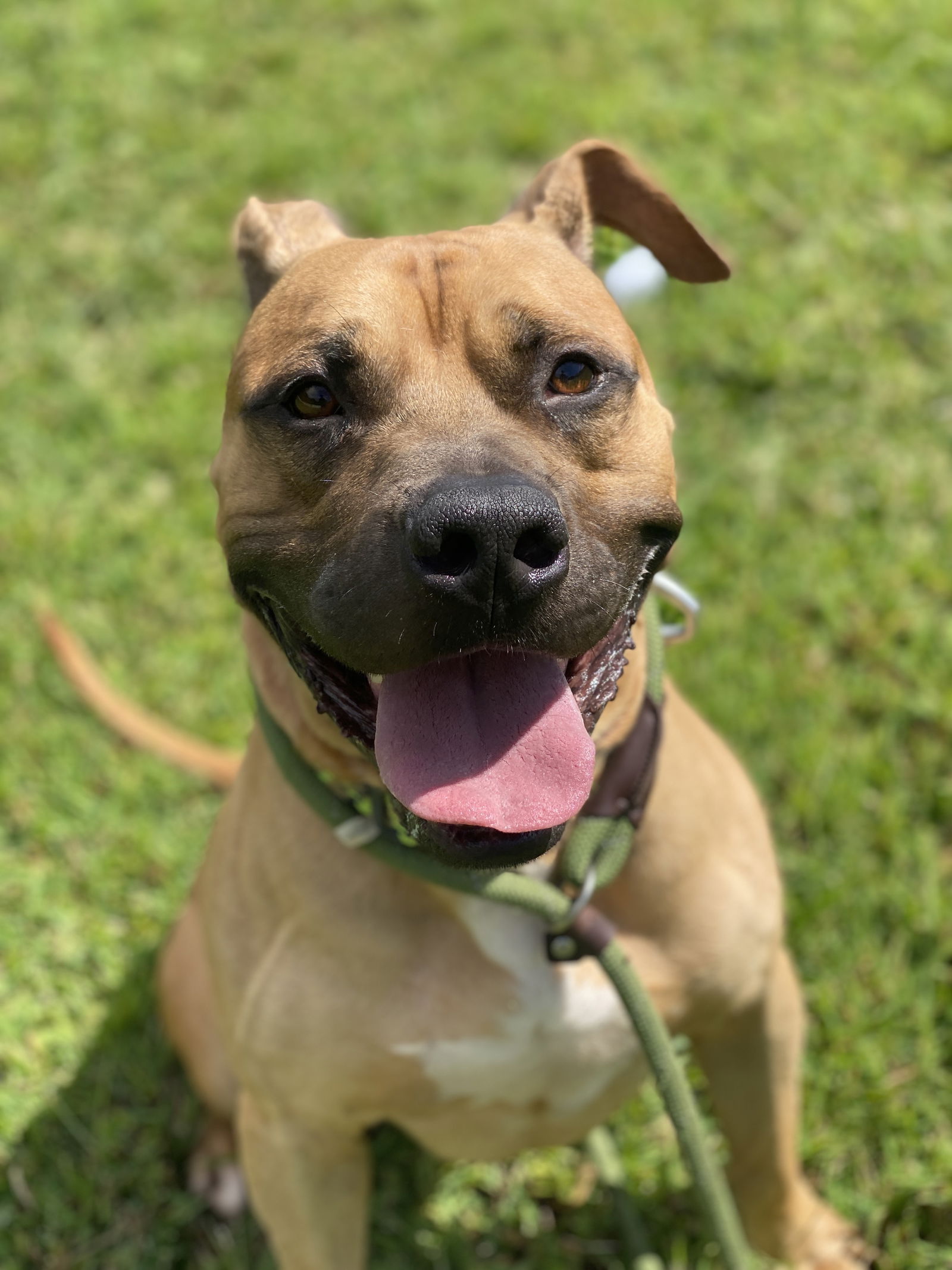 adoptable Dog in VAB, VA named 2407-1171 Slushee