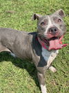 adoptable Dog in VAB, VA named 2407-0226 Lunch Lady (Off Site Foster)