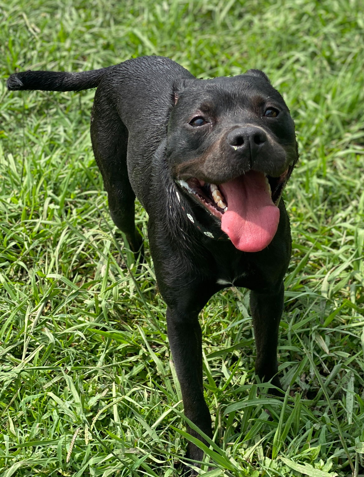 adoptable Dog in VAB, VA named 2407-0228 Anna (Off Site Foster)