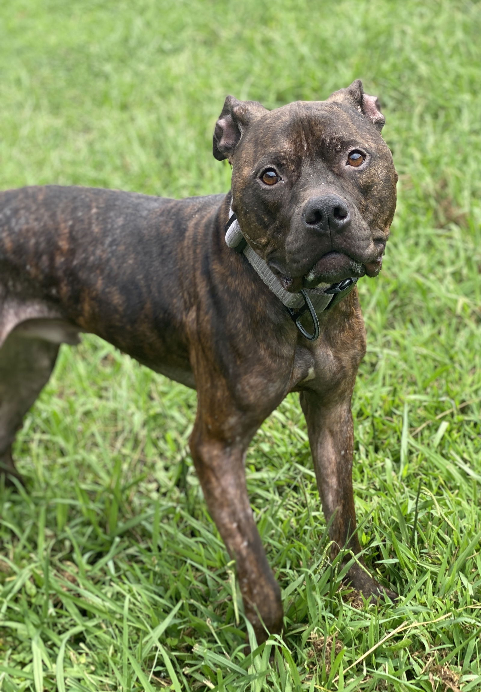 adoptable Dog in VAB, VA named 2408-1034 Sunny