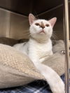 adoptable Cat in , VA named 2408-0190 Bella