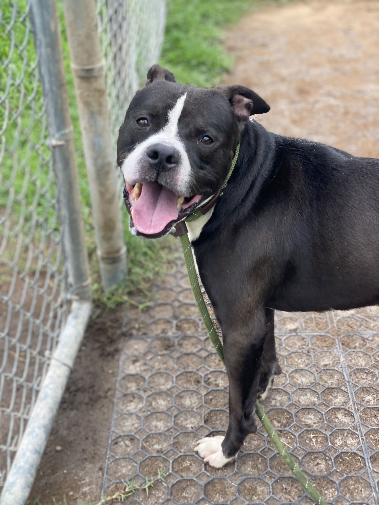 adoptable Dog in VAB, VA named 2408-0038 Kofi