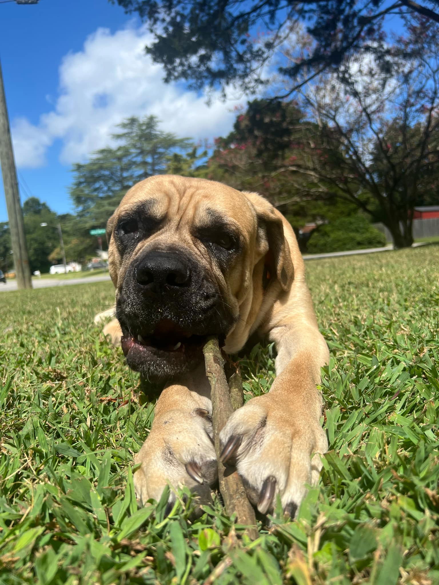 adoptable Dog in VAB, VA named 2408-0461 Al (Off Site Foster)