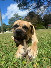 adoptable Dog in  named 2408-0461 Al (Off Site Foster)