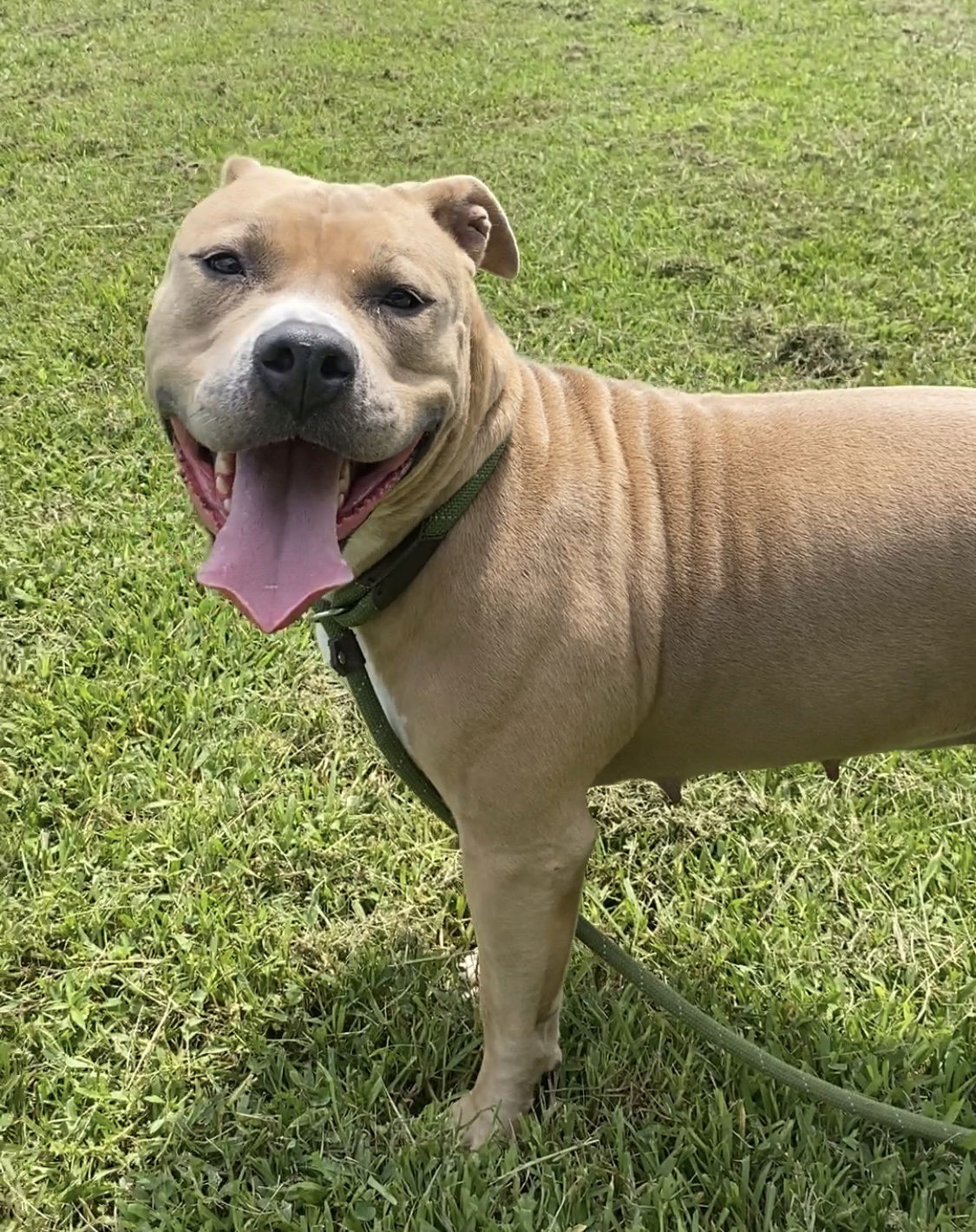 adoptable Dog in VAB, VA named 2408-0338 Chantilly