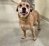 adoptable Dog in , VA named 2406-0956 Chief