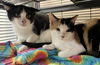 adoptable Cat in VAB, VA named 2408-1065 Zorro+ Dot 1088