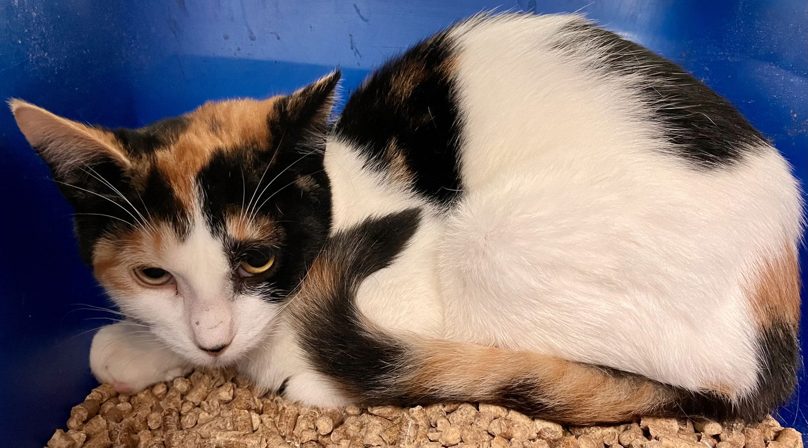 adoptable Cat in VAB, VA named 2408-1097 Spot