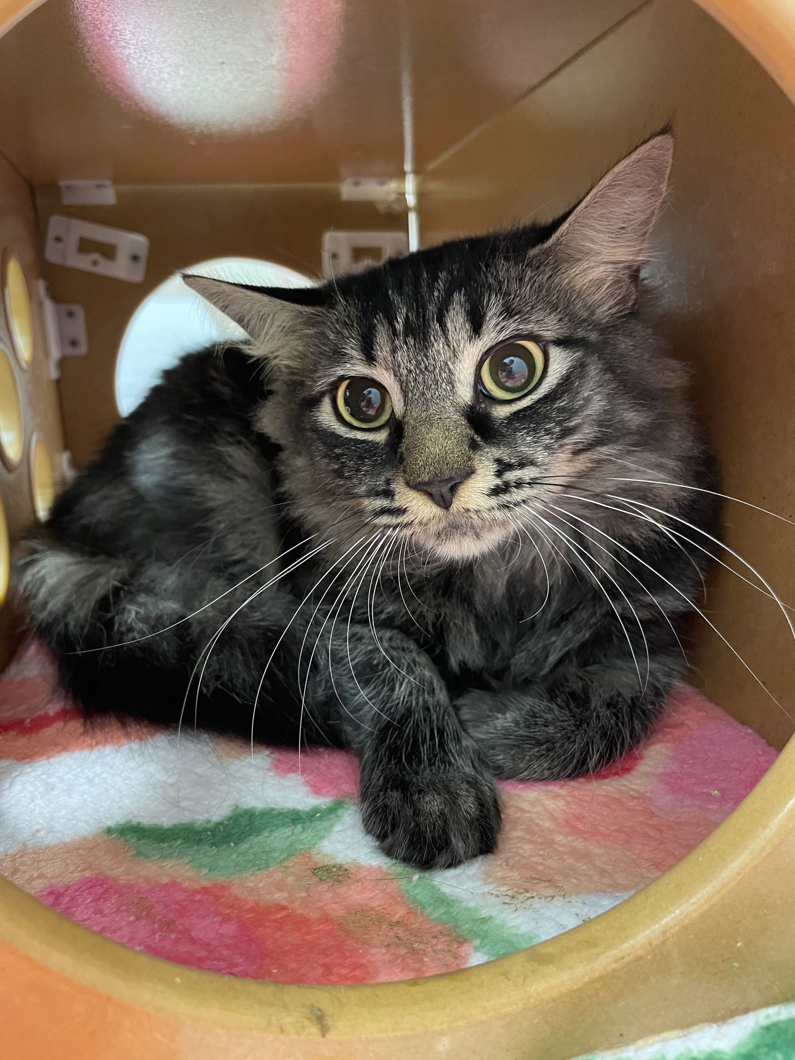 adoptable Cat in VAB, VA named 2408-1082+1081 Cersi+Long John