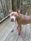 adoptable Dog in VAB, VA named 2408-1142 Aska (Off Site Foster)