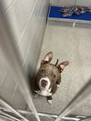 adoptable Dog in , VA named 2408-0314 Tulip (Off Site Foster)