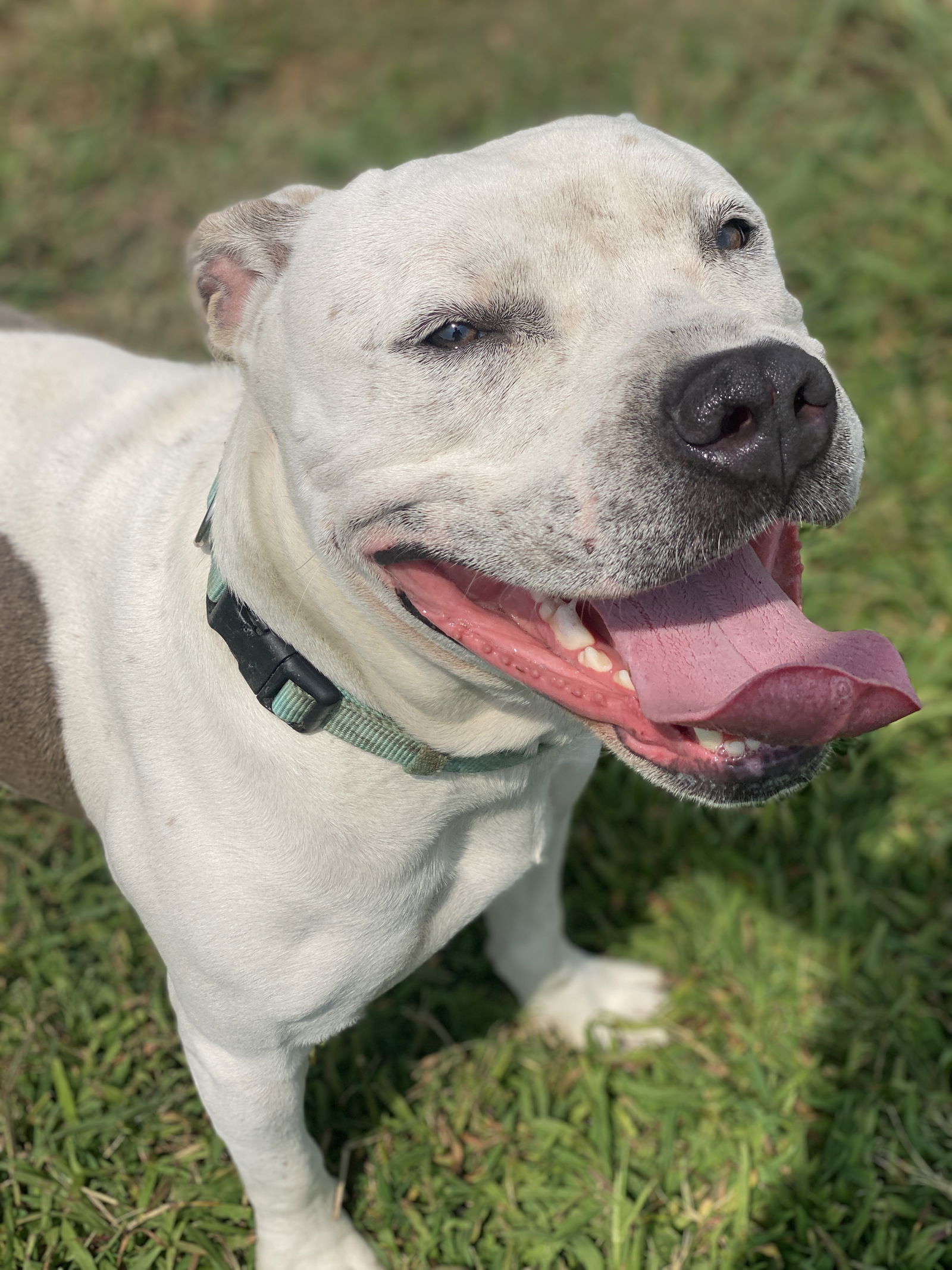 adoptable Dog in VAB, VA named 2408-0798 Sandy