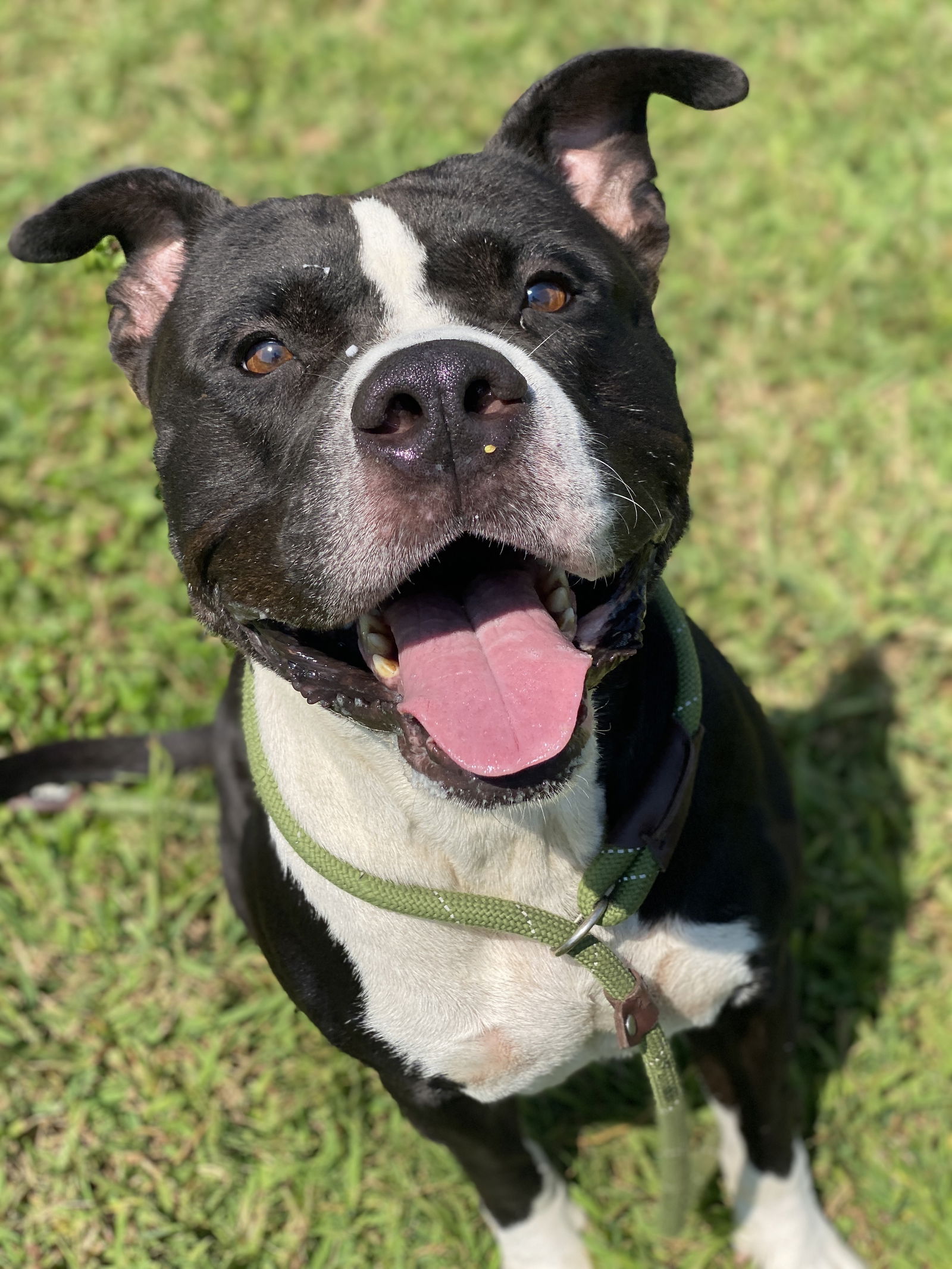 adoptable Dog in VAB, VA named 2408-0054 Zeus