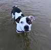 176695 Zucchini (Off Site Foster)