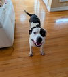 176695 Zucchini (Off Site Foster)