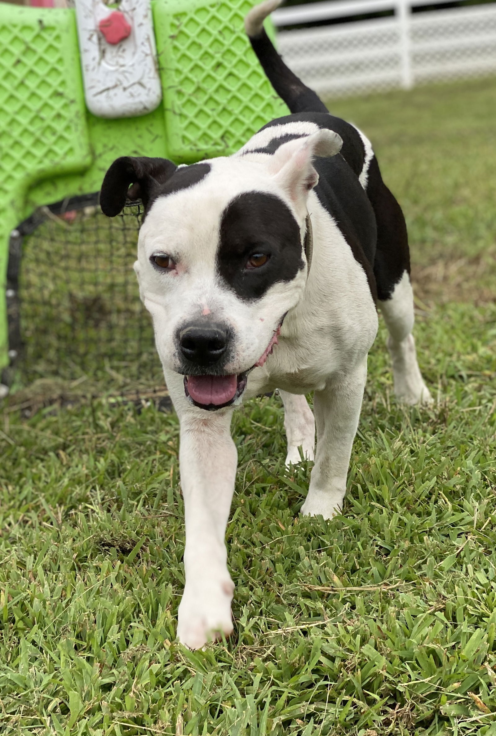 adoptable Dog in VAB, VA named 2408-0149 Zucchini