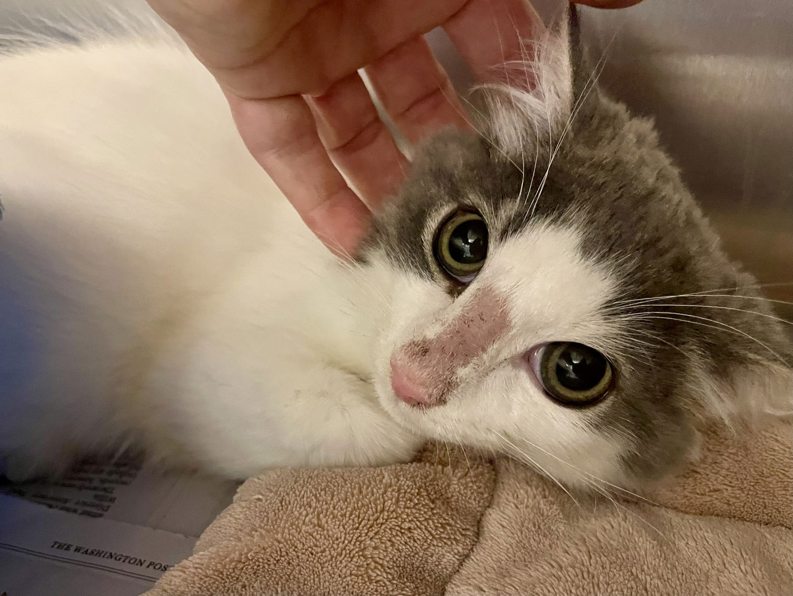 adoptable Cat in VAB, VA named 2408-0093 Ralston