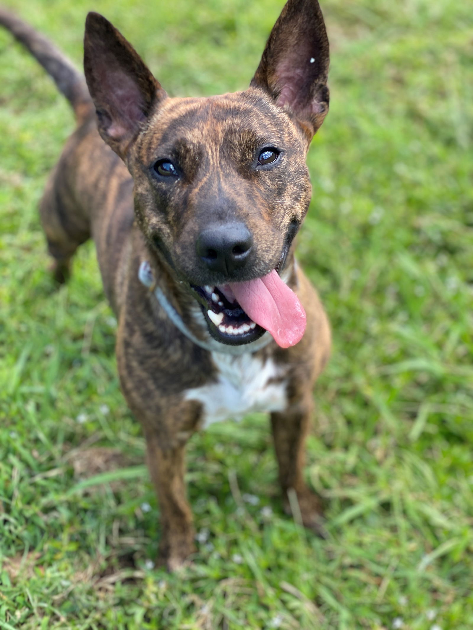 adoptable Dog in VAB, VA named 2408-1108 Izzy