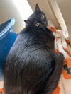 adoptable Cat in VAB, VA named 2408-1122 Tiki (Off Site Foster)