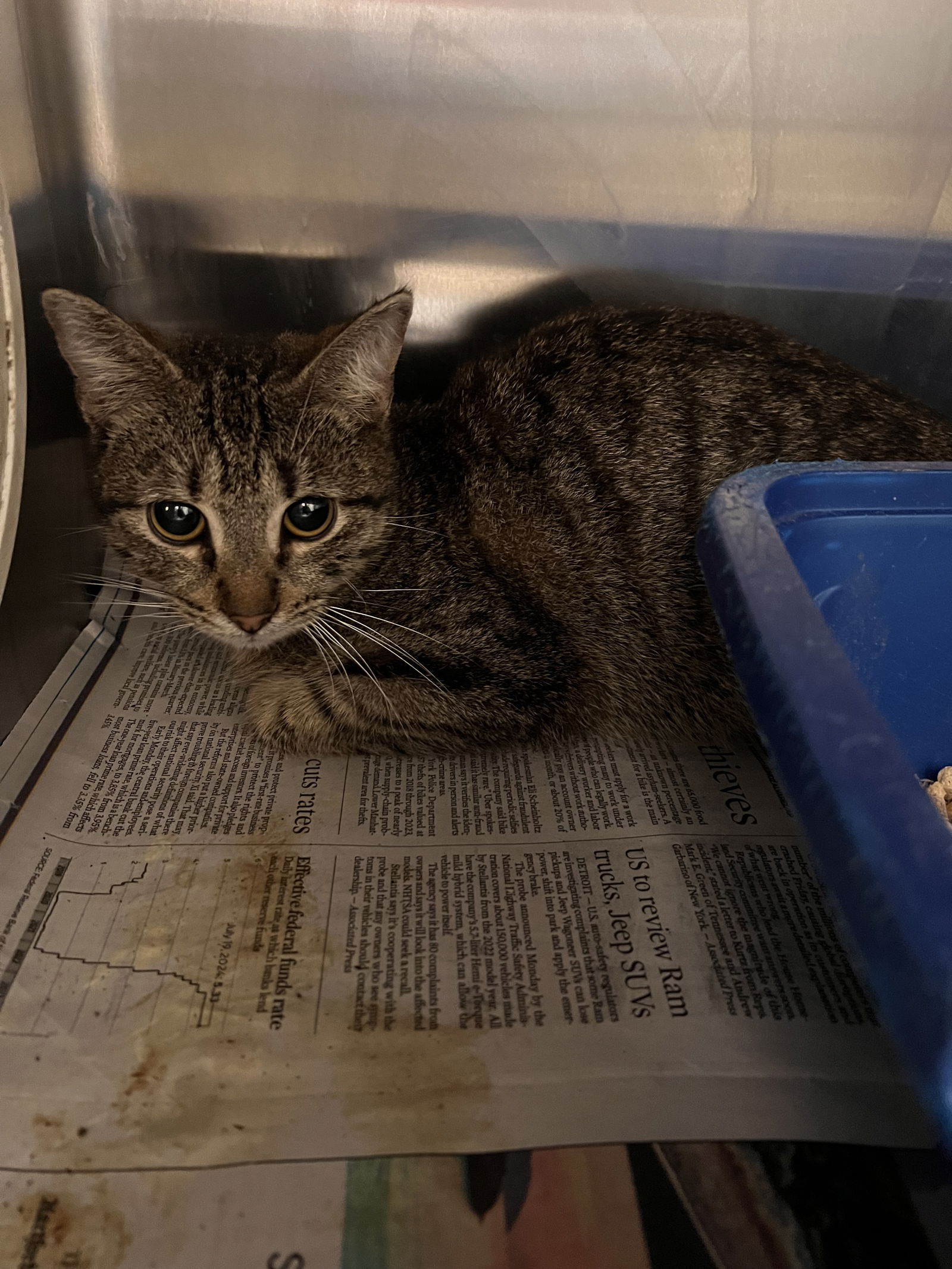 adoptable Cat in VAB, VA named 2408-0747 Becca