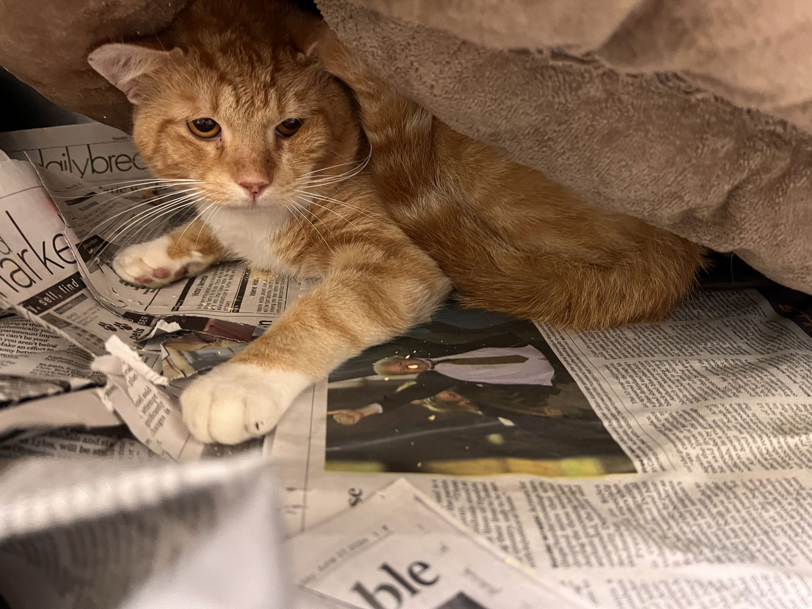 adoptable Cat in VAB, VA named 2408-0144 Scholar (PetSmart)