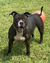 adoptable Dog in , VA named 2408-1392 Petunia