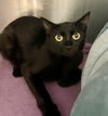 adoptable Cat in , VA named 2408-0228 Gabby