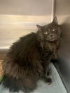 adoptable Cat in , VA named 2408-0550 Columbus