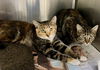 adoptable Cat in , VA named 2408-0751 Gerda & 0752 Adria