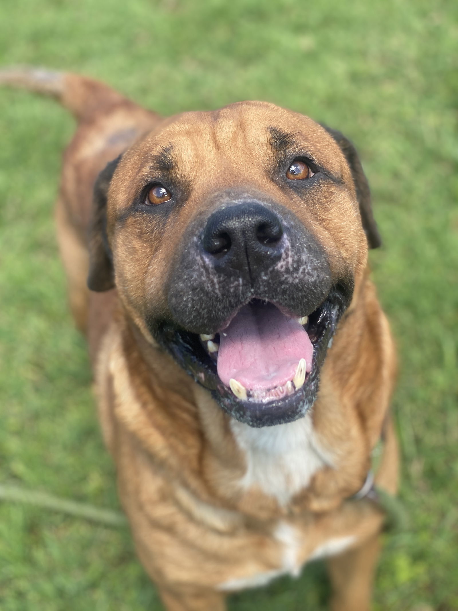 adoptable Dog in VAB, VA named 2408-0514 Wellington