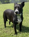 adoptable Dog in , VA named 2408-0856 Sophie