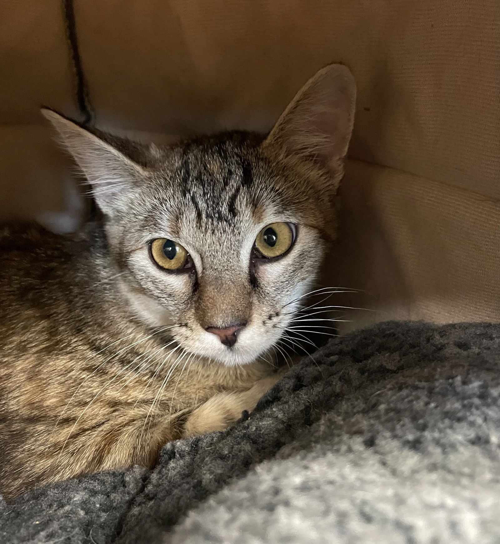 adoptable Cat in VAB, VA named 2408-0289 Maui